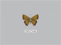 藏品(紫日灰蝶)的圖片